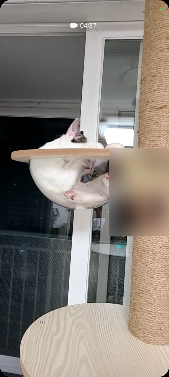 영상통화 포즈 취할 줄 아는 삼봉 