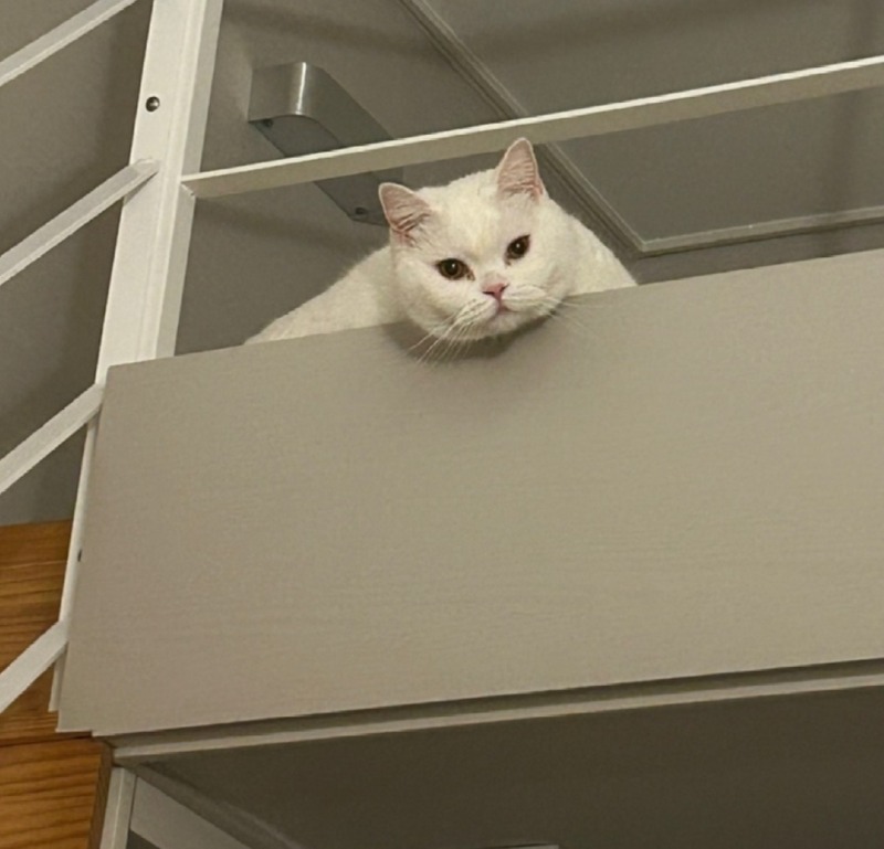 모하냥