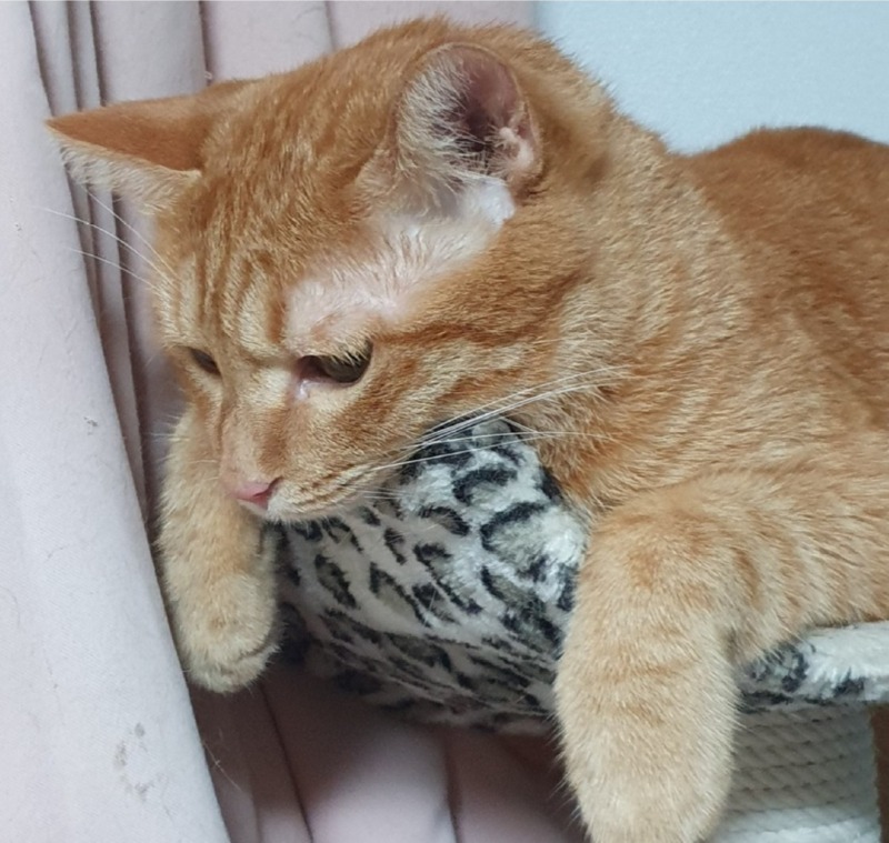 힘이없는냥