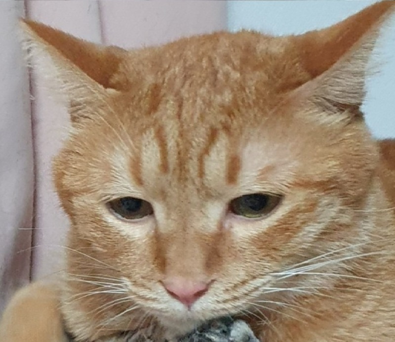 힘이없는냥