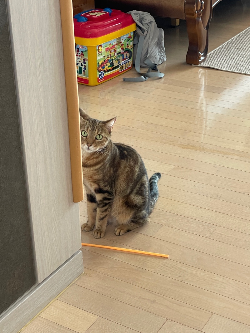 놀아주세용