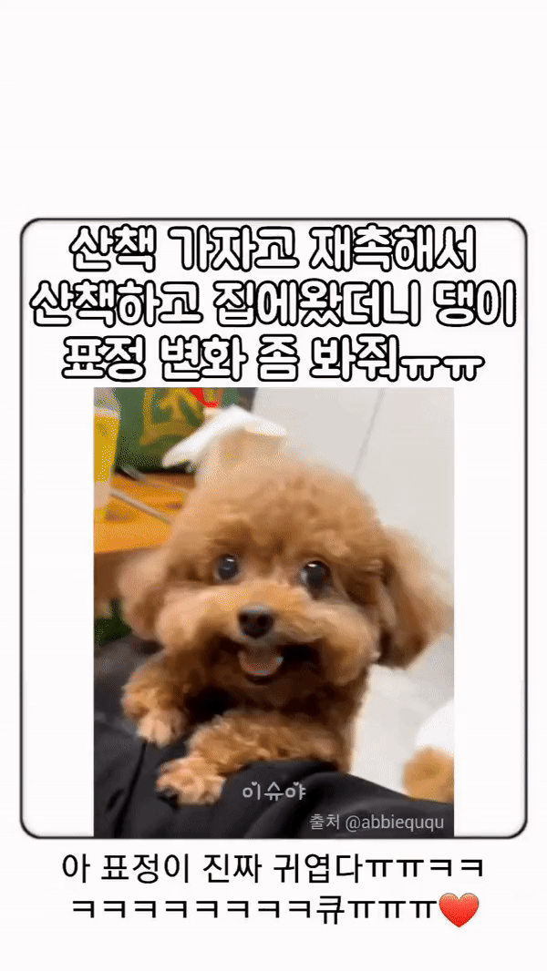 강아지 인플루언서, 일명 개플루언서 모음집!