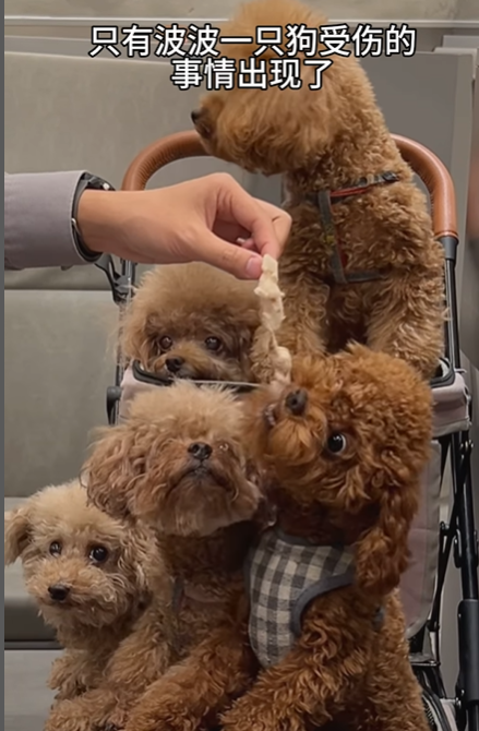 강아지 인플루언서, 일명 개플루언서 모음집!