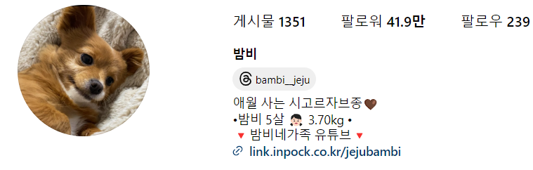 강아지 인플루언서, 일명 개플루언서 모음집!