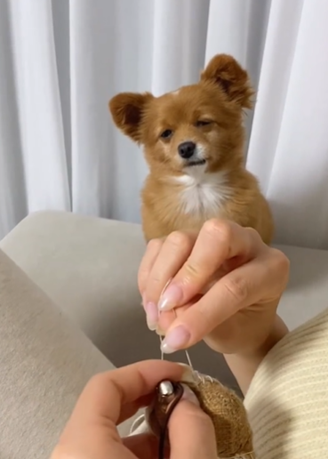 강아지 인플루언서, 일명 개플루언서 모음집!