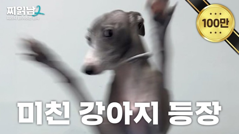강아지 인플루언서, 일명 개플루언서 모음집!