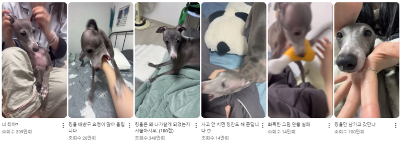 강아지 인플루언서, 일명 개플루언서 모음집!