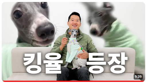 강아지 인플루언서, 일명 개플루언서 모음집!