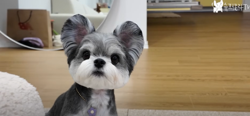 강아지 인플루언서, 일명 개플루언서 모음집!