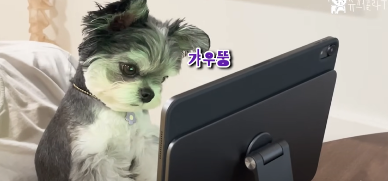 강아지 인플루언서, 일명 개플루언서 모음집!