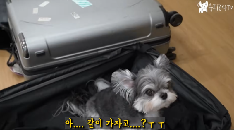 강아지 인플루언서, 일명 개플루언서 모음집!