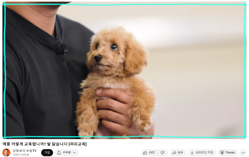 강아지 인플루언서, 일명 개플루언서 모음집!