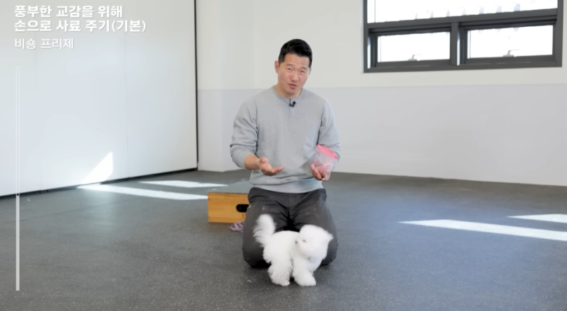 강아지 인플루언서, 일명 개플루언서 모음집!
