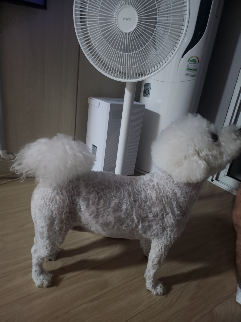 얼룩무늬 울만두❤️
