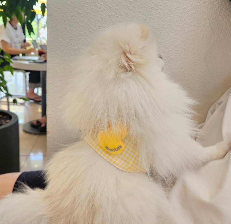오리하네스 냉냉이