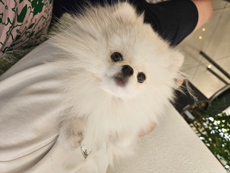 오리하네스 냉냉이