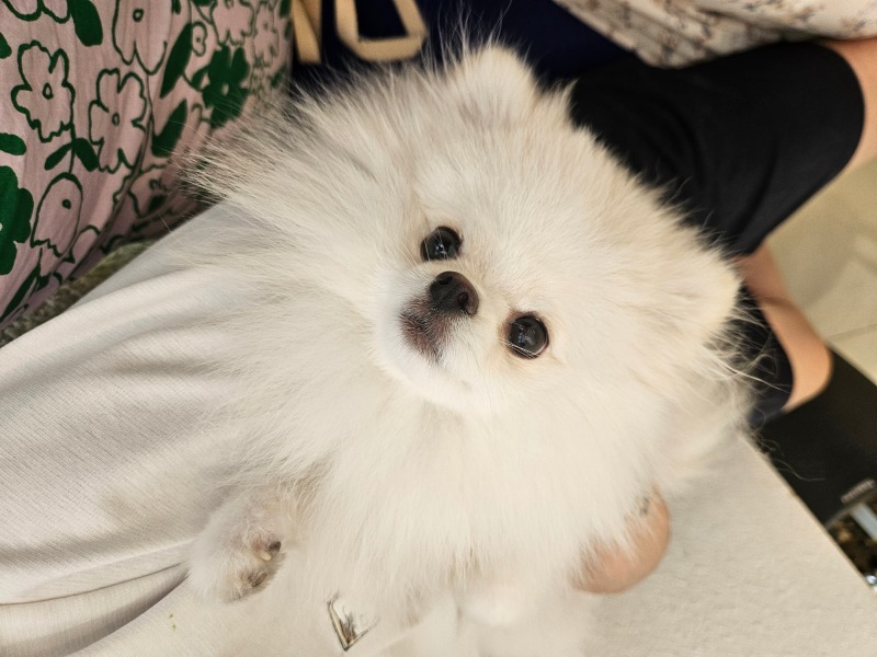 오리하네스 냉냉이