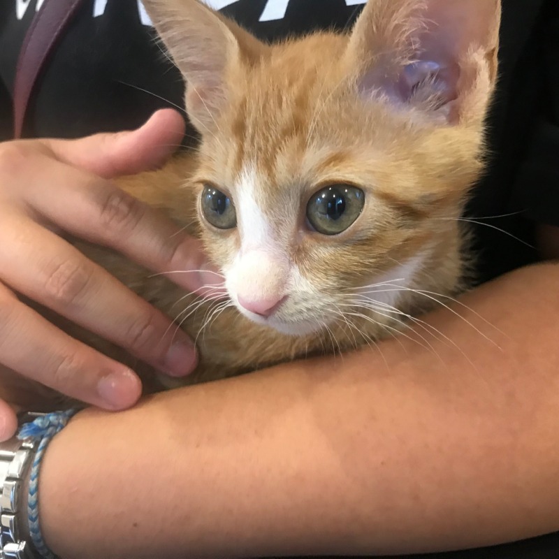 조금씩 성장하는 도담쓰 🐱