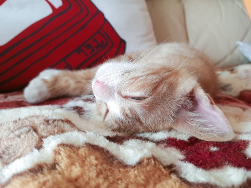 조금씩 성장하는 도담쓰 🐱
