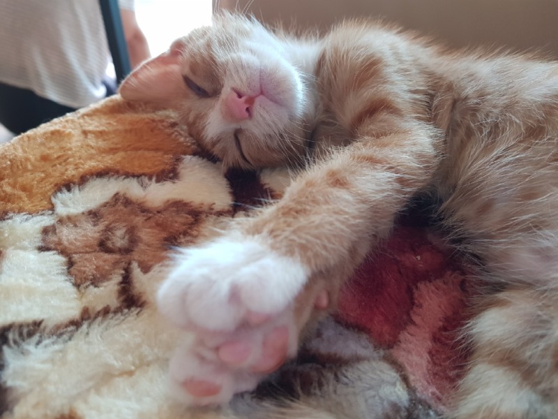 조금씩 성장하는 도담쓰 🐱