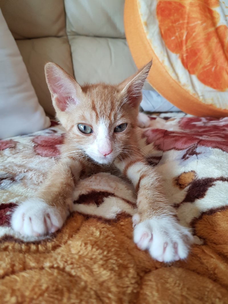 조금씩 성장하는 도담쓰 🐱