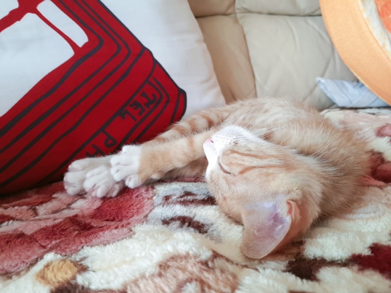 조금씩 성장하는 도담쓰 🐱