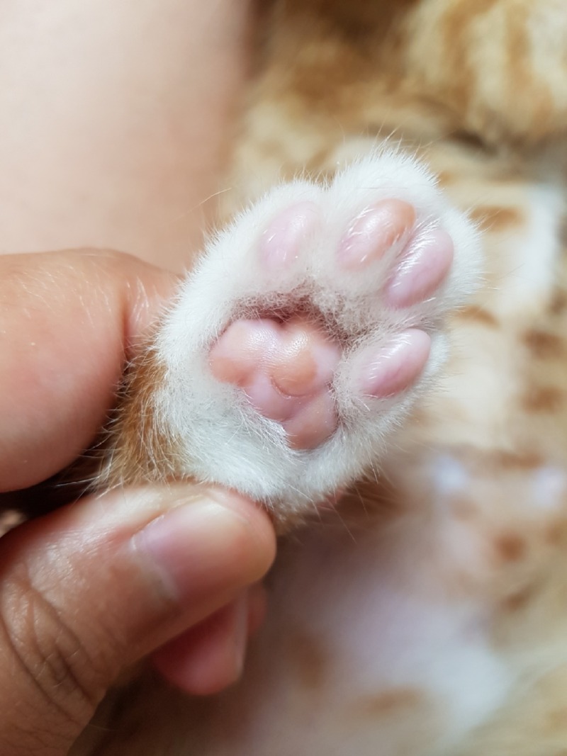 조금씩 성장하는 도담쓰 🐱