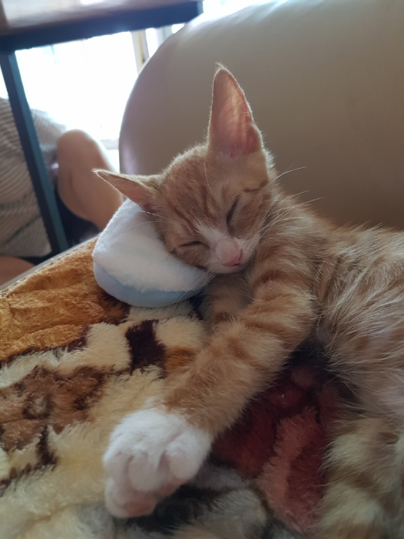 조금씩 성장하는 도담쓰 🐱