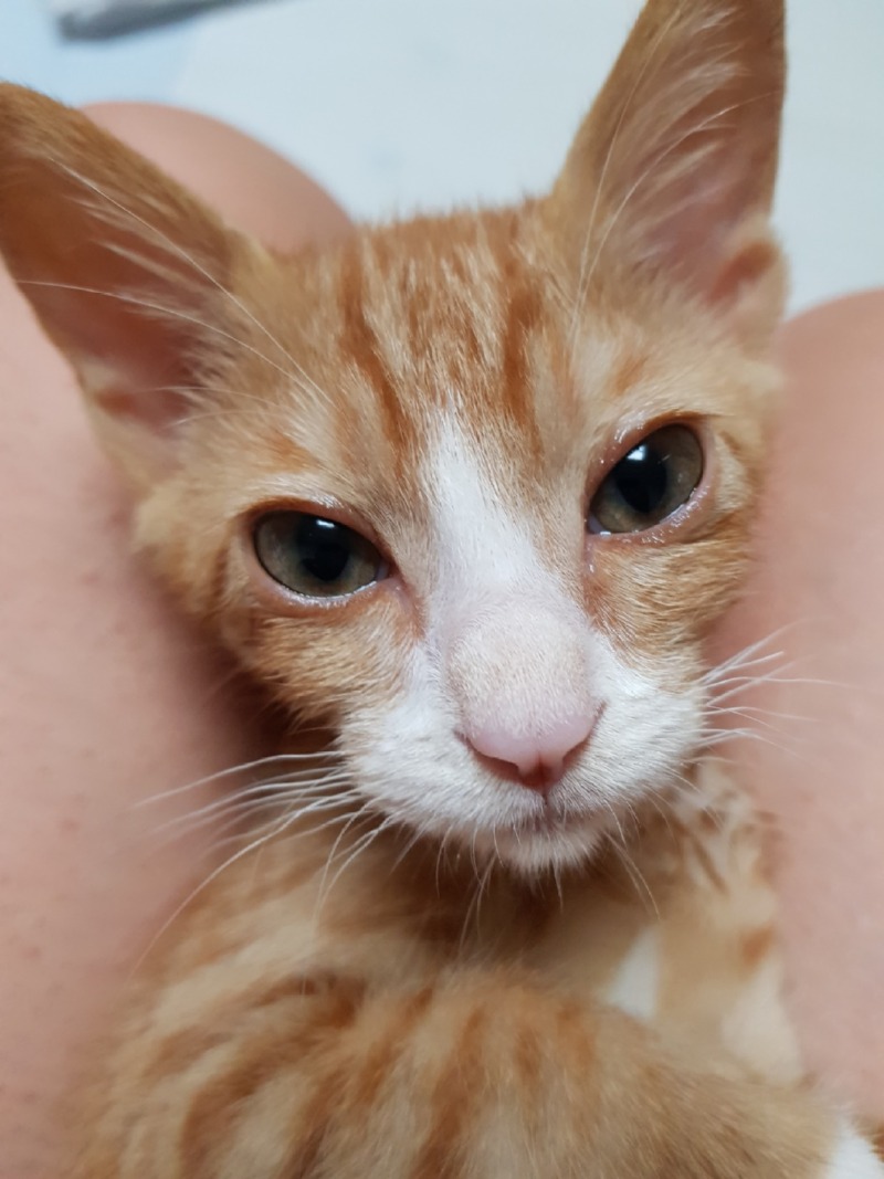 조금씩 성장하는 도담쓰 🐱
