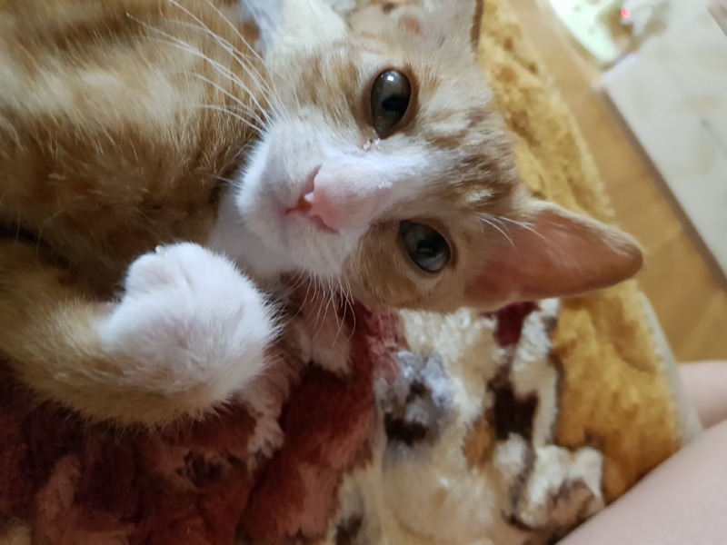 조금씩 성장하는 도담쓰 🐱