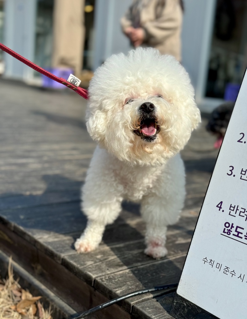 남양주 애견동반 수디카페