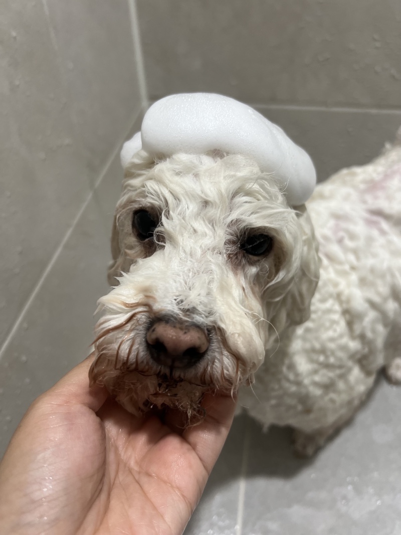꼬질이는 오늘 목욕데이~
