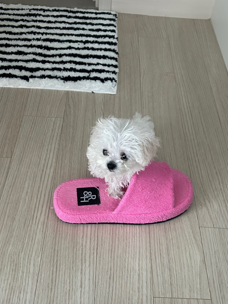 새로운 아기강아지 입양 ♥ 