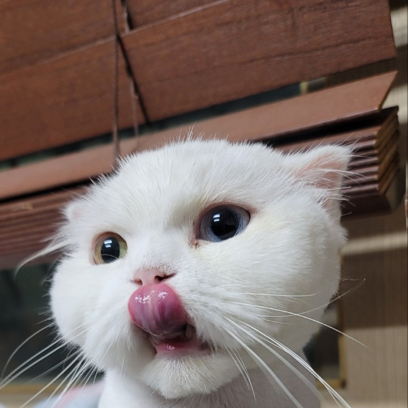 오드아이가 매력적인 미오냥~