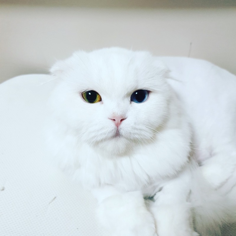 오드아이가 매력적인 미오냥~