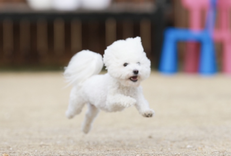 강쥐들의 놀이터 오구독 !!