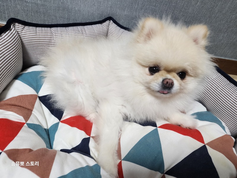 저희집 막내 뽀에용!
