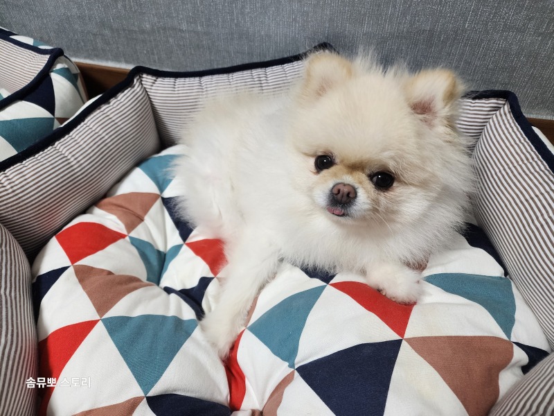 저희집 막내 뽀에용!