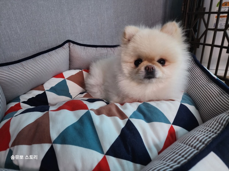 저희집 막내 뽀에용!