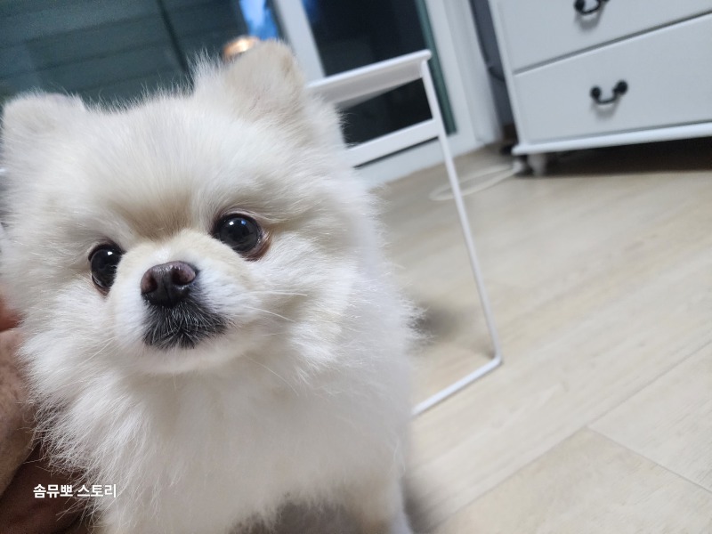 둘째 뮤에요~!이쁘죵?