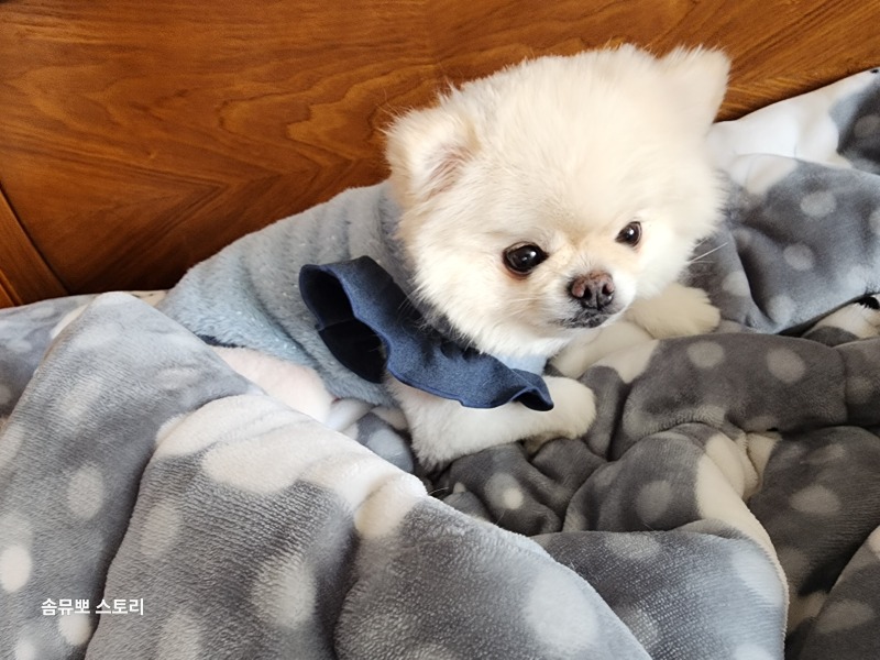 둘째 뮤에요~!이쁘죵?