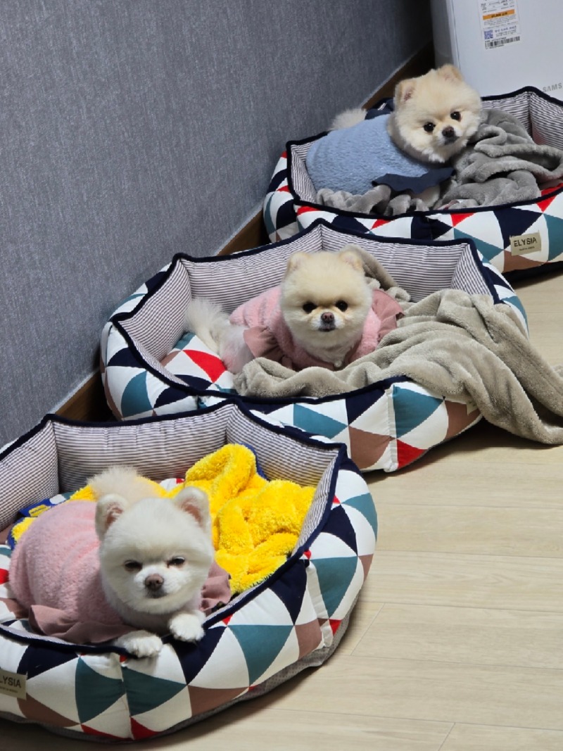 솜뮤뽀에요!! 사랑스럽쥬?❤️