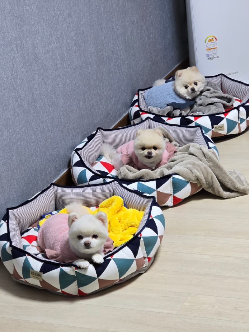 솜뮤뽀에요!! 사랑스럽쥬?❤️