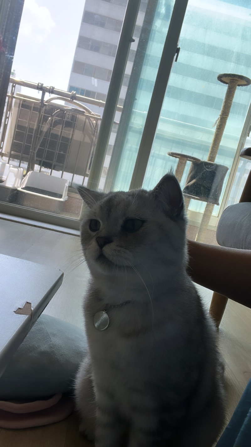 미미에용