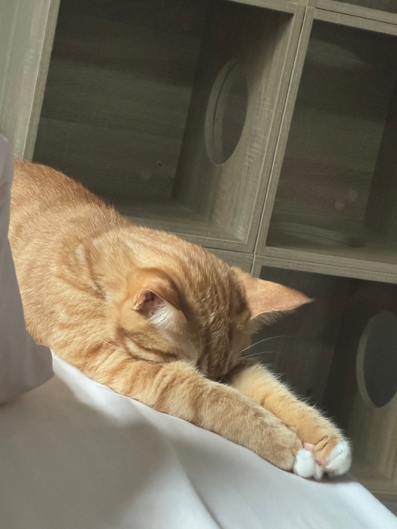 뻗은 나르씨 일상