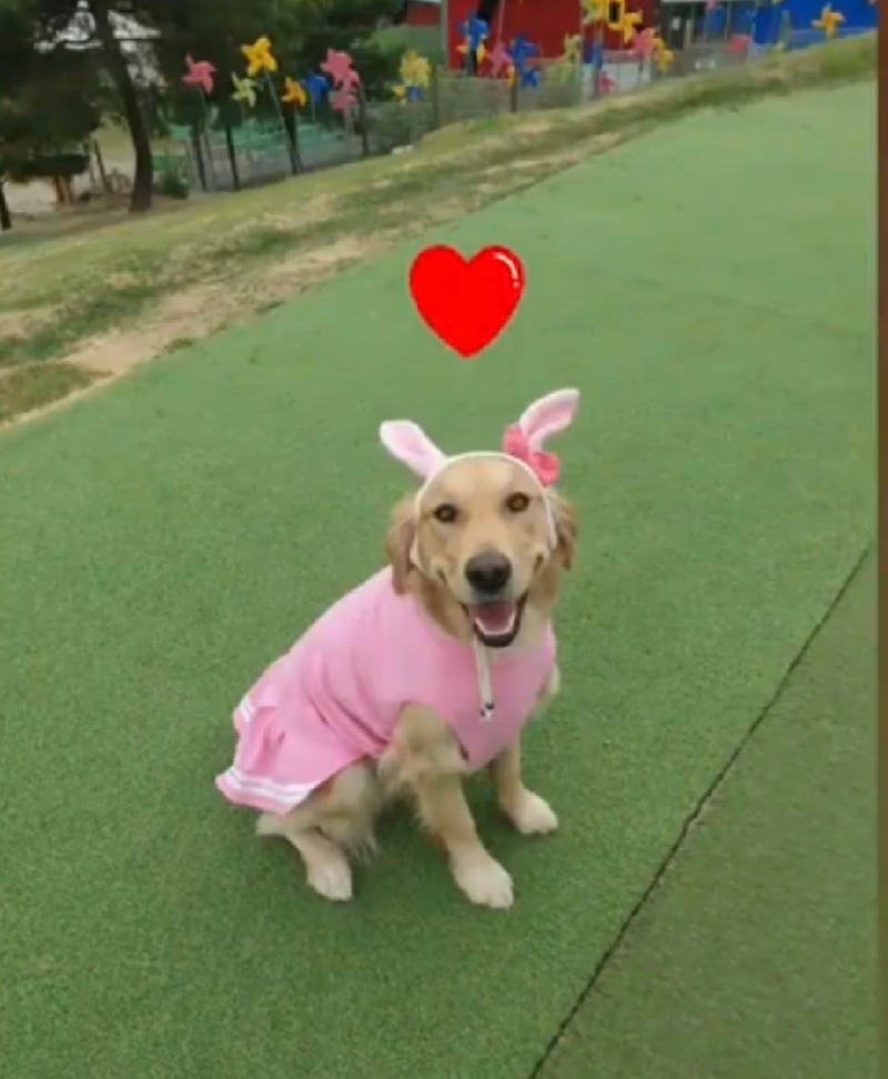 이천 애견운동장 달려라코코