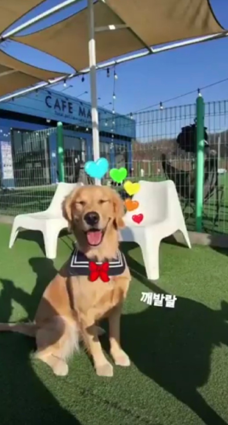 대구 애견동반 카페마리