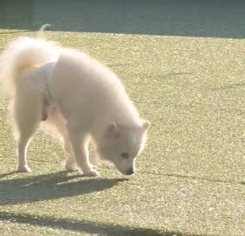 잔디뛰어놀개