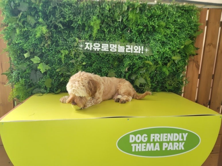 자유로멍놀러와 애견테마파크!, 파주 자유로 인근 대형 애견운동장