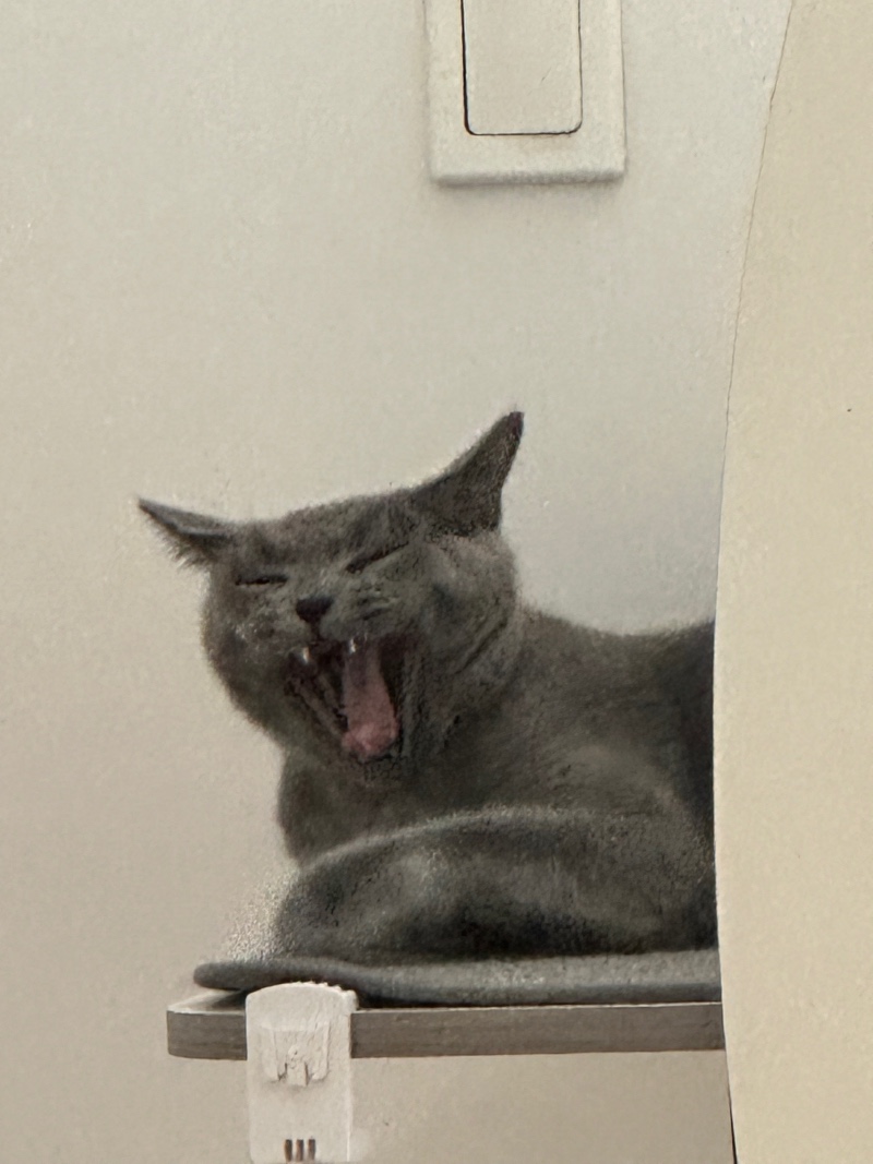 귀찮게 해서 짜증난 고양이